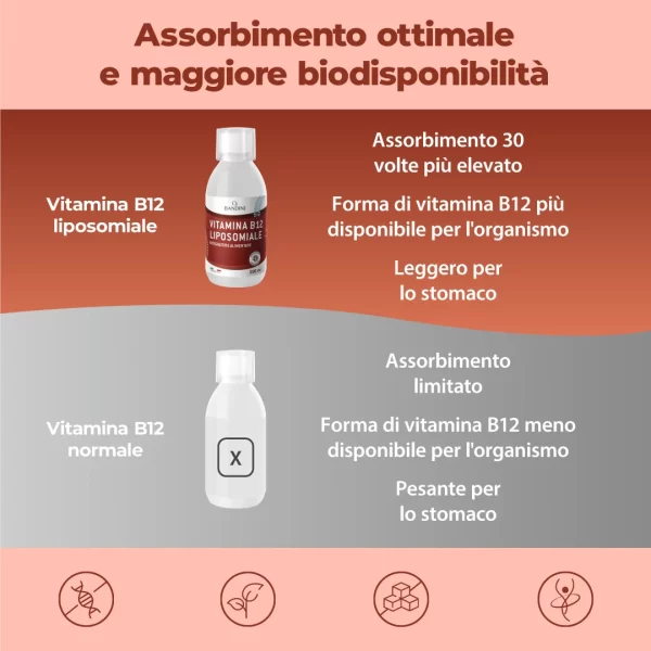 B12 Liposomiale.pt02